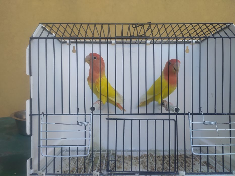 Tenho casais de agapórnis para ceder  reprodutores foto simbólica no