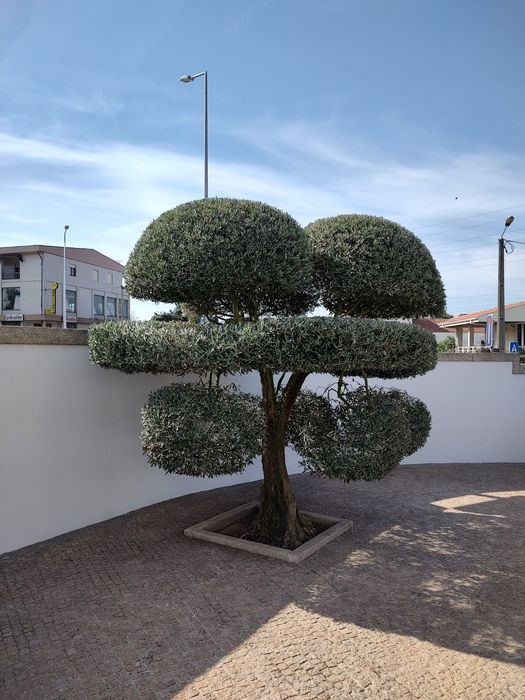 Jardineiro - Serviços de Jardinagem Porto e região