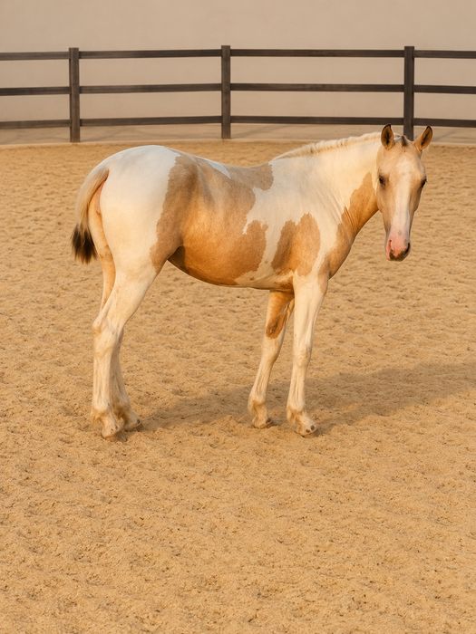 Poldra malhada de Palomino