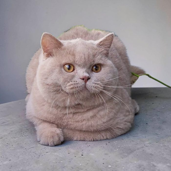Британский мальчик