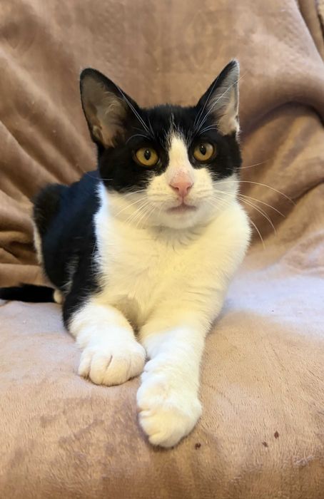 Simba - kotek do adopcji
