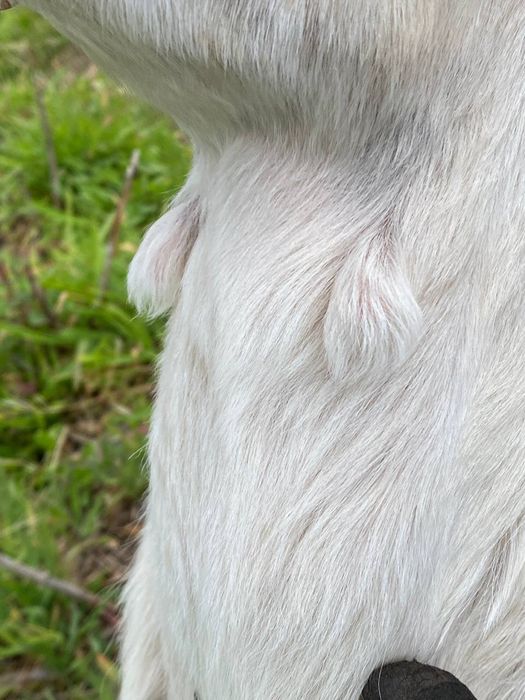Cabrito macho muito promissor para reprodução