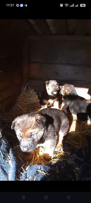 Цуценята німецької вівчарки