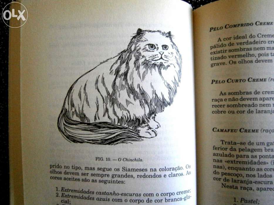 Como tratar do seu gato alimentação, variedades,doenças e tratamento