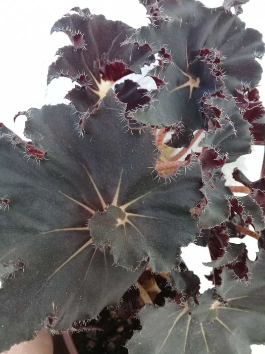 бегонія декоративна листяна