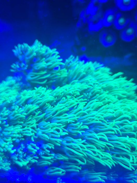 Briareum ultra fluo szczepki