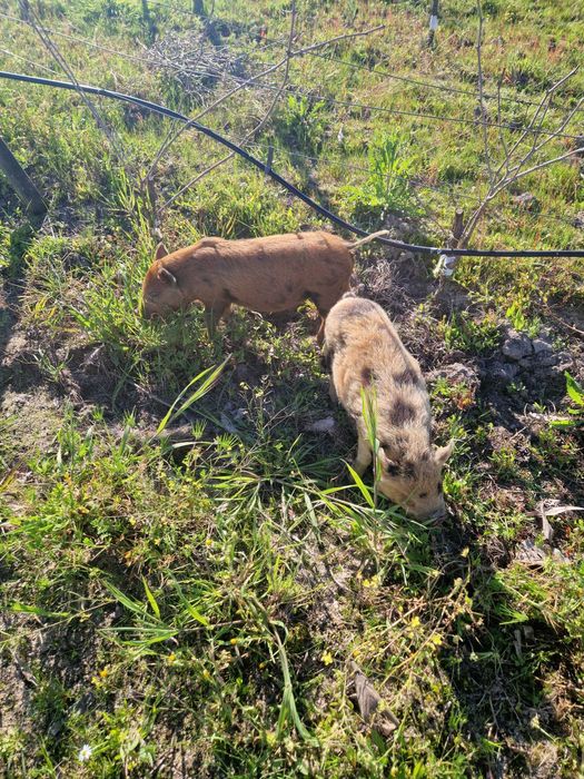 2 Porquinhos Kune Kune (2 irmãs)