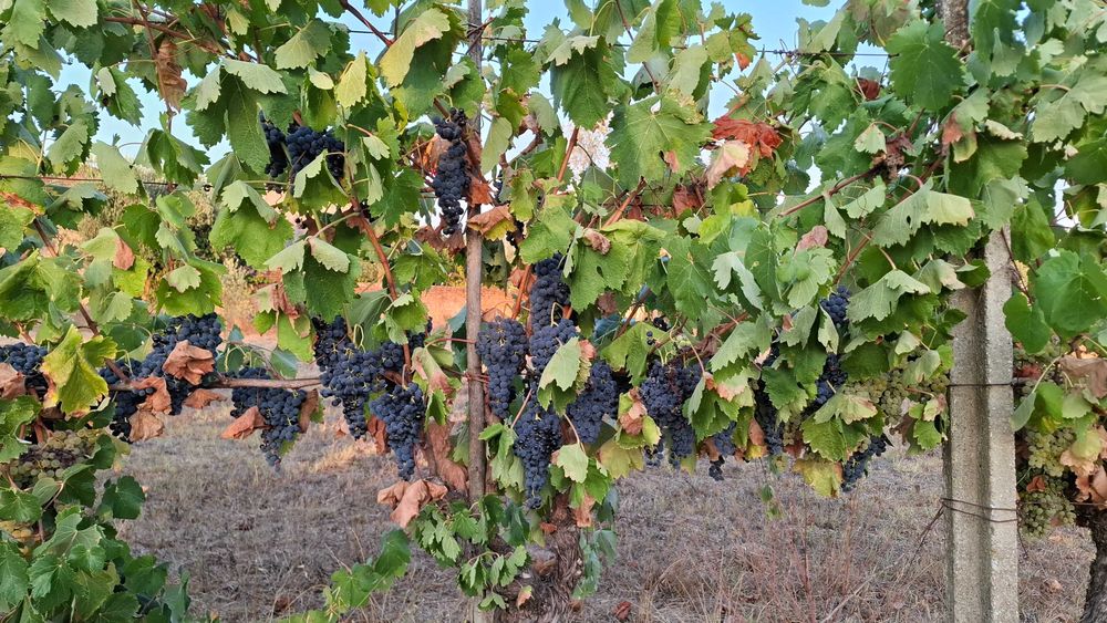 Uvas-Região do Dão
