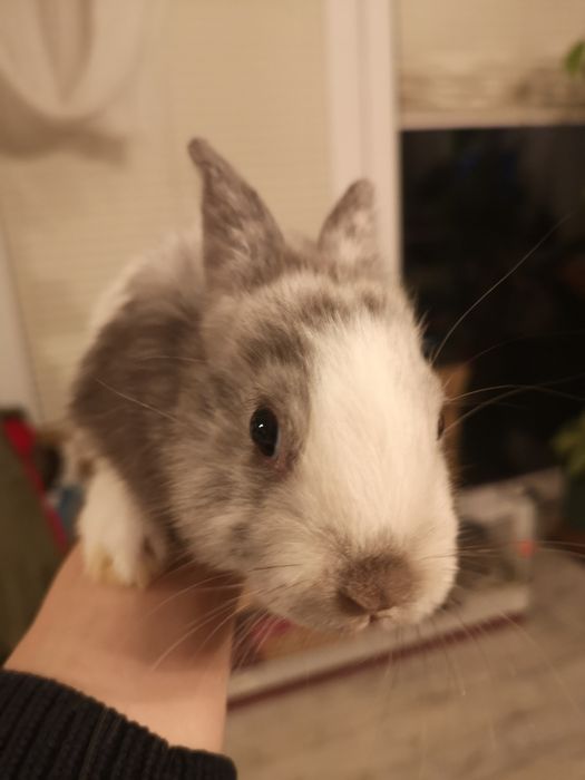 Lionhead młode króliczki