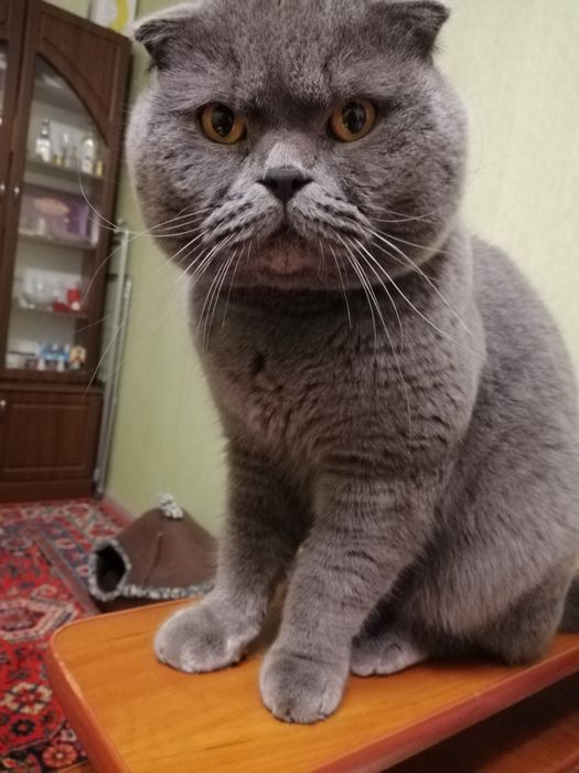 В пошуках нареченої для вязки