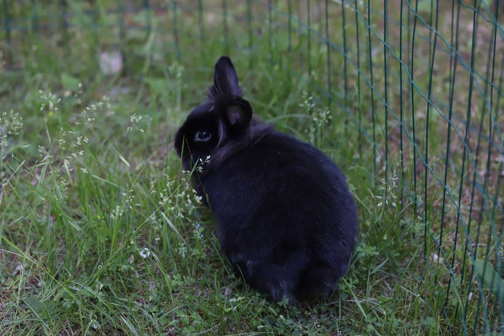 Króliki do adopcji