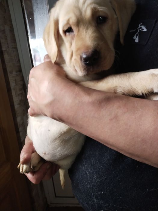 Девочка ищет дом