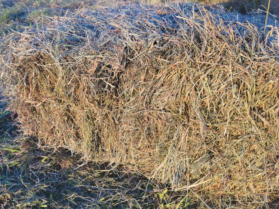 Siano kostka 2025r. Z prasy z224 duże kostki