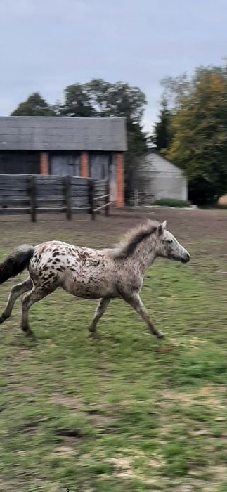 Polski kuc wierzchowy  z licencją