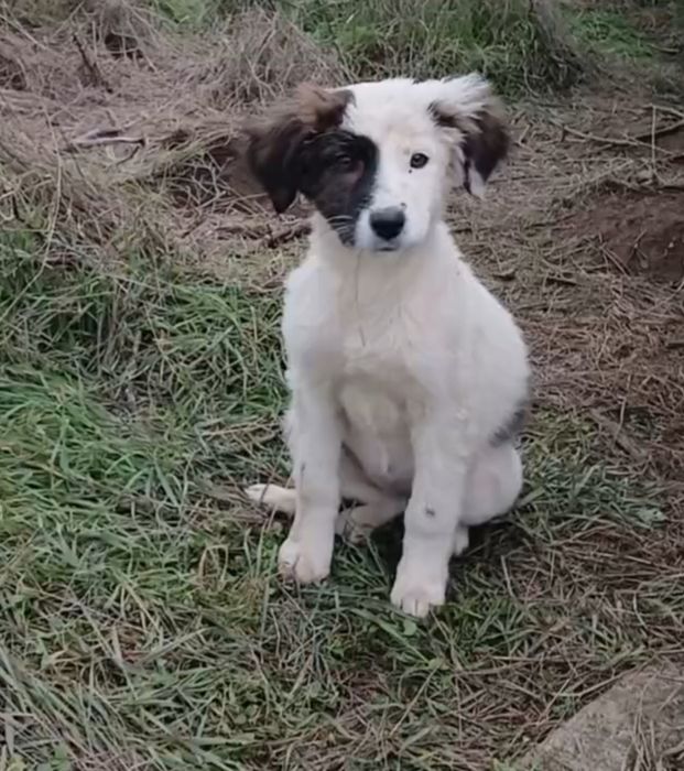 Отдам даром в добрые руки щенков