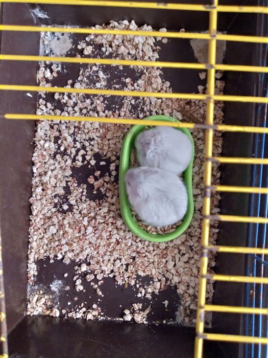 Хомячки Кременчуг