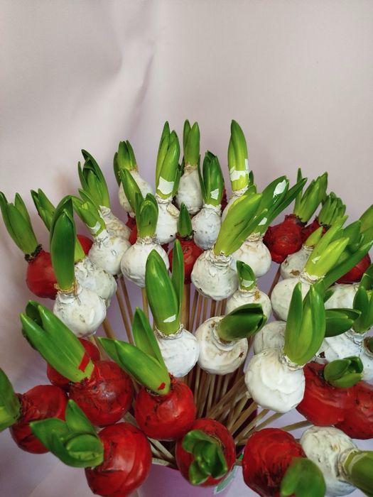 Гіпеаструм.Гіацинт в воску.