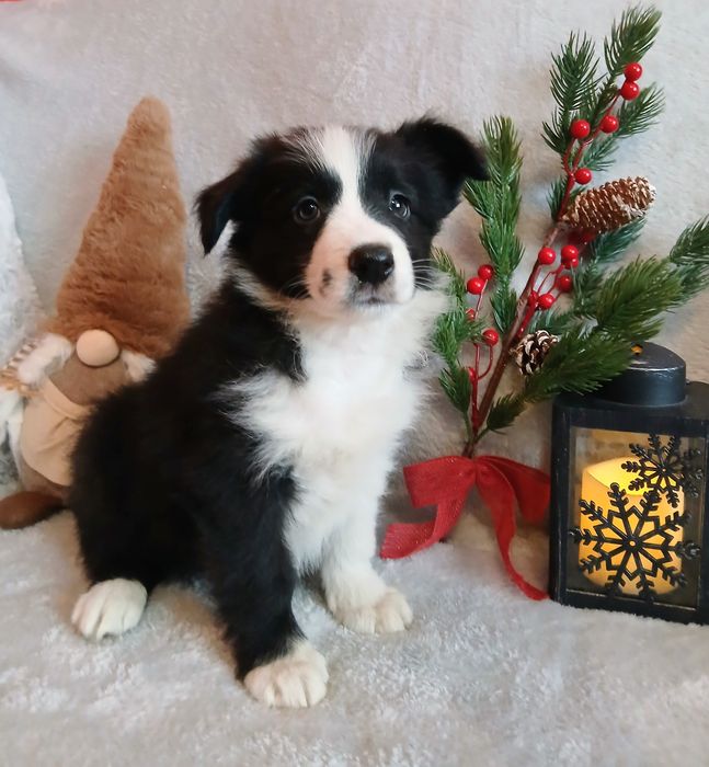 Border collie suczka z rodowodem