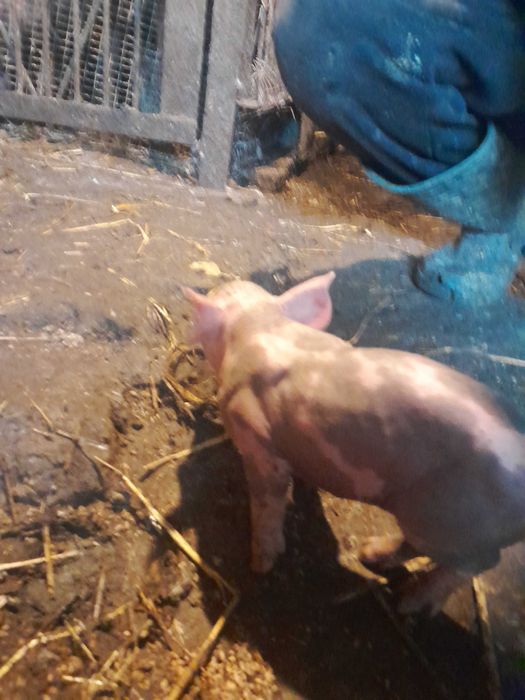Свиноматки петрени в чистоті