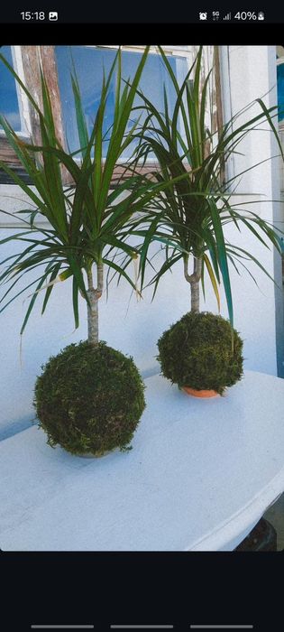 Plantas kokedamas em prato