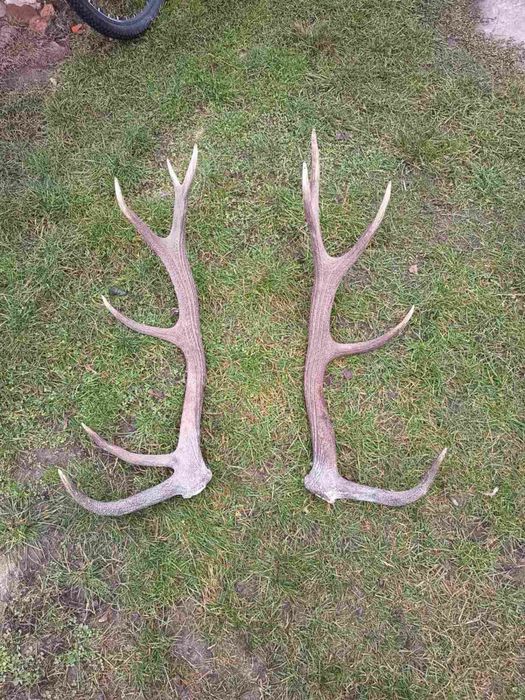 Рогі ,рога Оленя