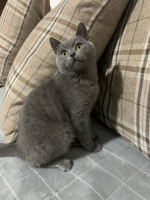 Котик хлопчик , вік 6 міс.
