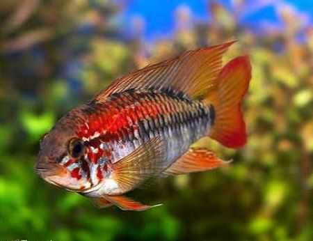 Сомы, сомики, цихлиды, экзотика рыбки для разных аквариумов Фото