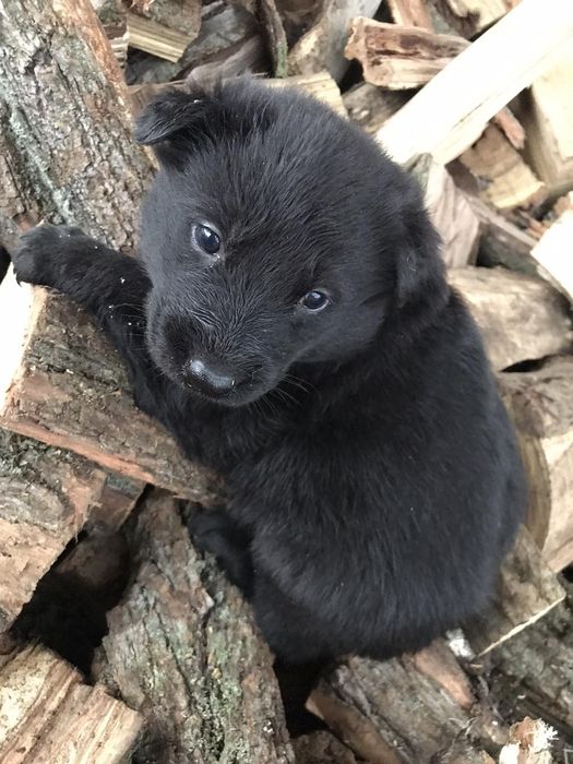 Німецька вівчарка