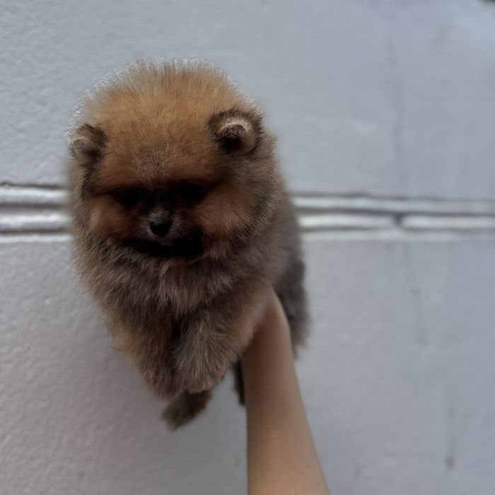 ляльковий Ведмедик шоу классу