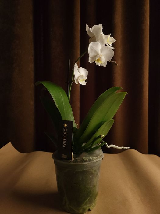 Орхідея, Фаленопсис, квіти