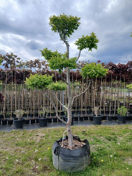 Bonsai  GRAB  sprzedam ŁEBNO