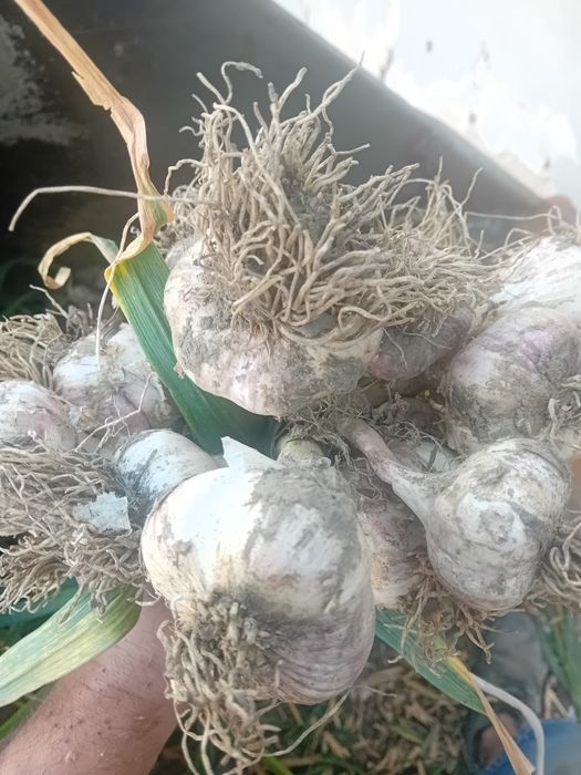 Czosnek zimowy z własnej uprawy