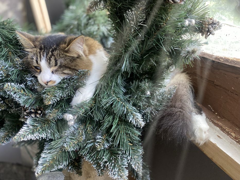 Кот , кошка , СРОЧНО дом или передержка