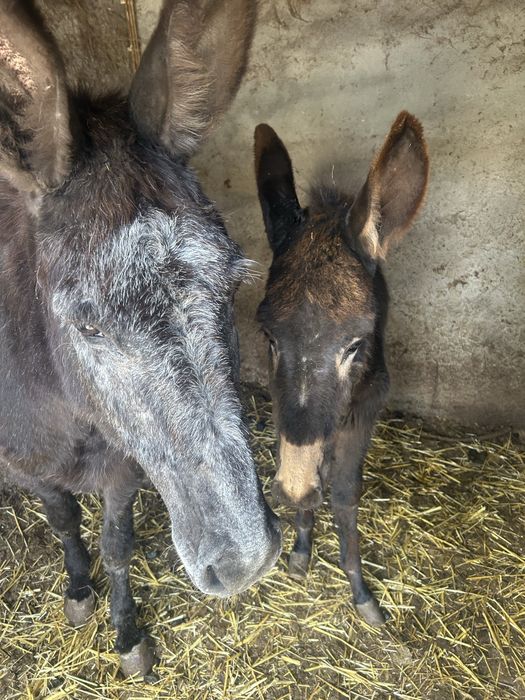 Vendo burro e sua cria