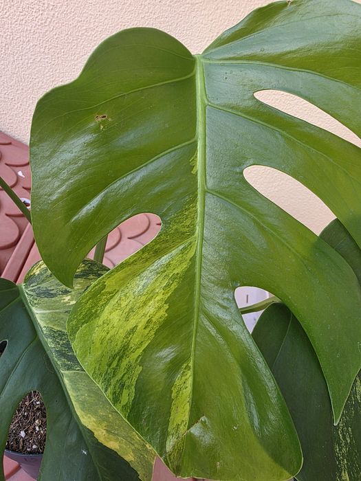 Monstera Aurea Variegata
