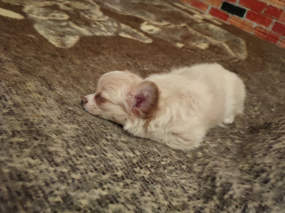 Продам Мини девочку Чихуахуа