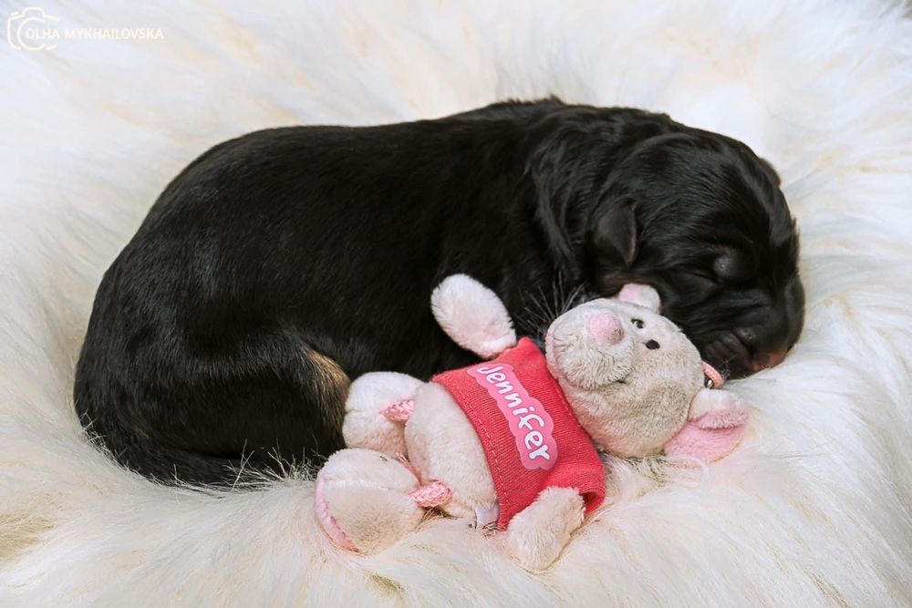 Д/ш вівчарки високоі якості