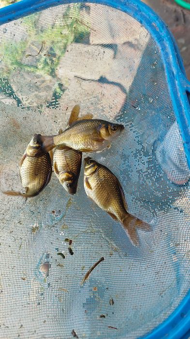 Karaś ozdobny jeszcze nie wybarwiony