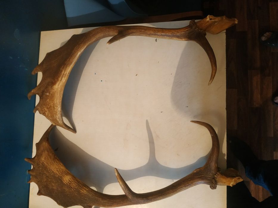 Рога шикарного оленя