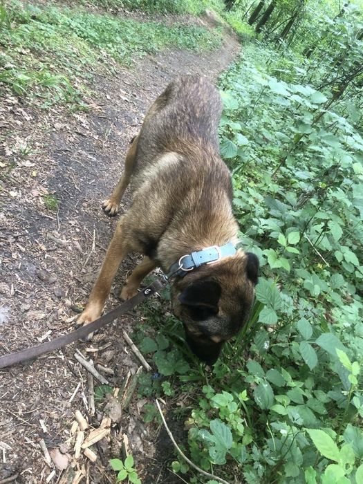 Zoran cudowny szczeniak do adopcji