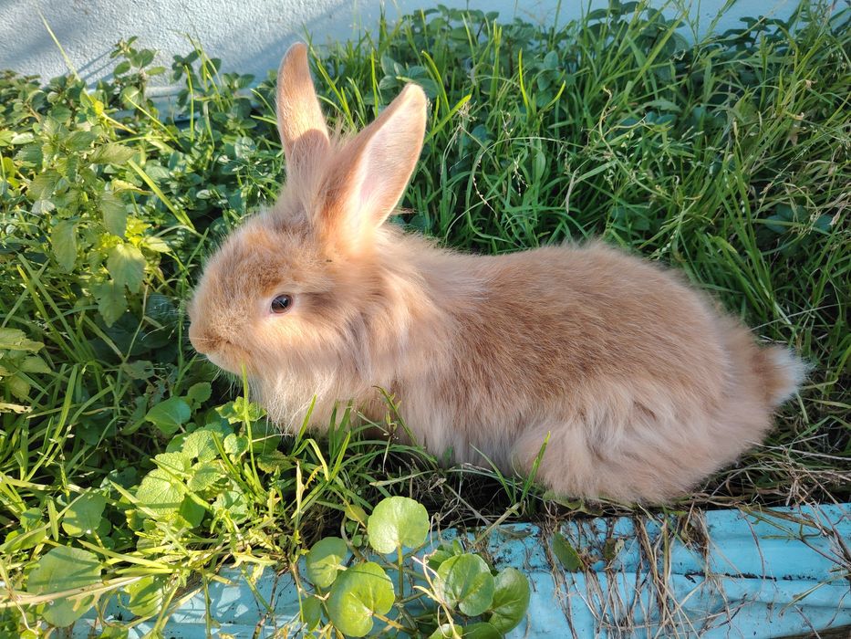 Coelhos leões  Leonardo