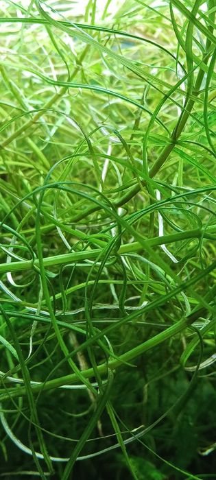 Pogostemon octopus, nadwyżka z własnego akwarium