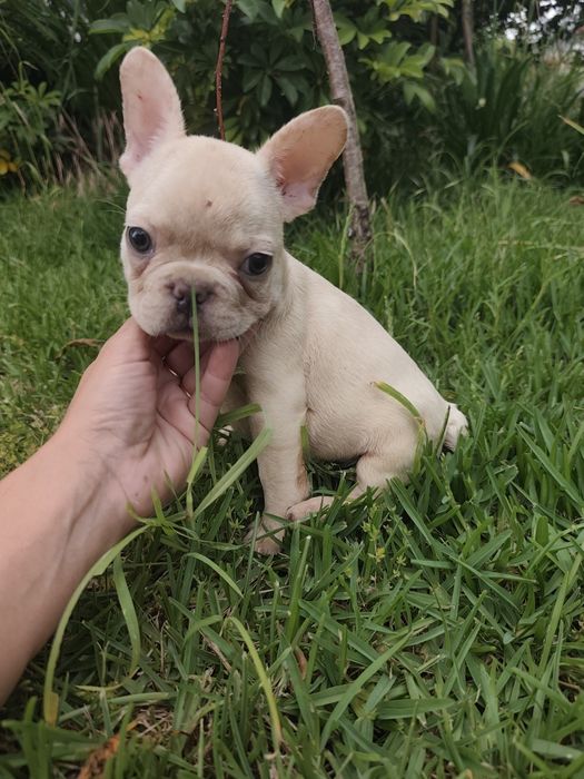 Buldogue francês macho