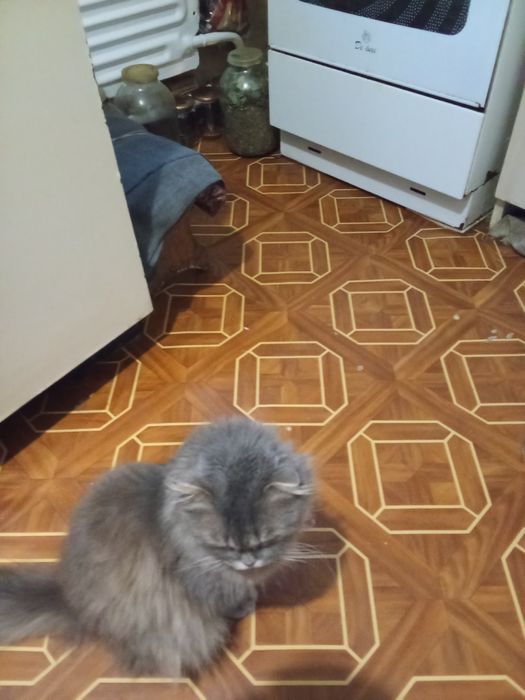 Віддам в добрі руки породисту кішку.