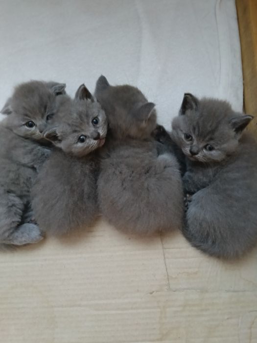 Сімейка шотландців .