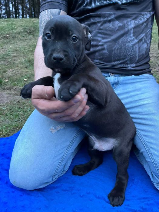 Amstaff czarny samiec