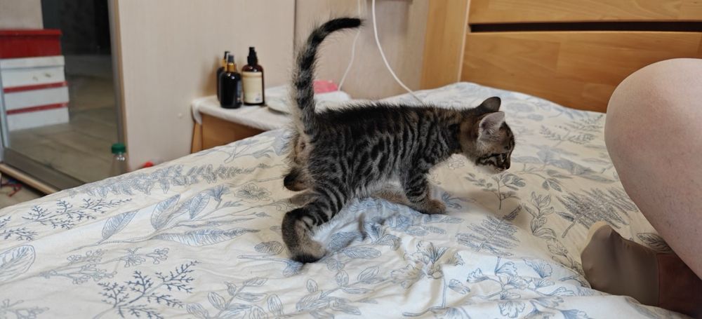 Бенгальські кошенята