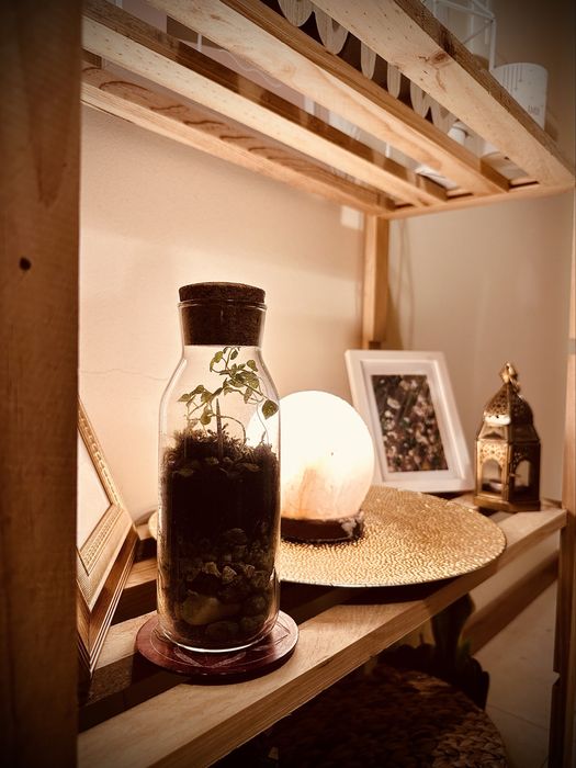 Terrario (Moss & Mist)