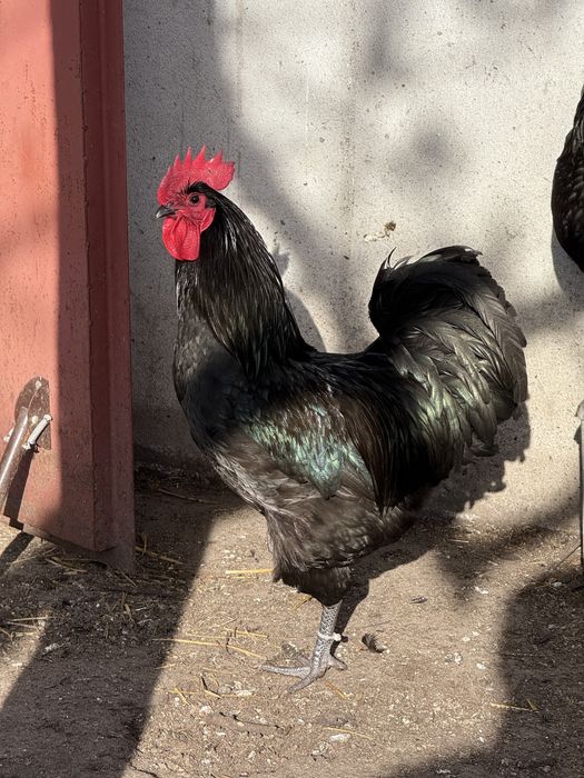 Jaja lęgowe Australorp, wzorzec rasy, jajka lęgowe