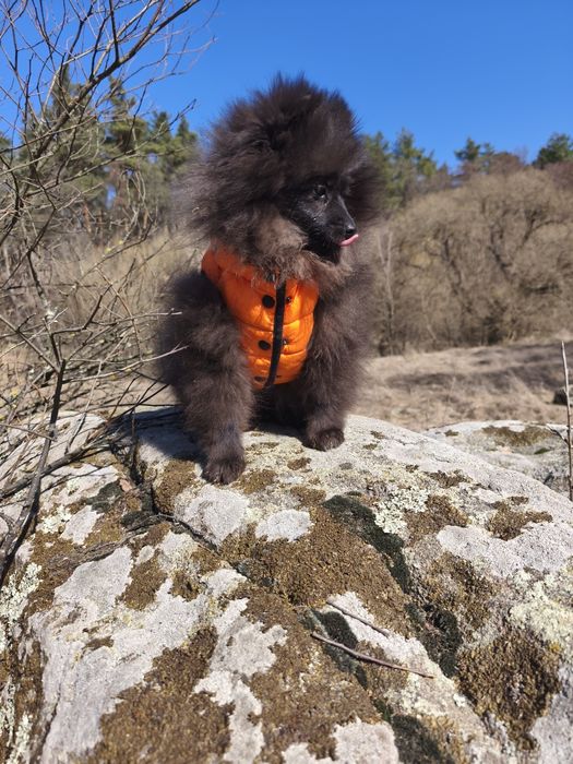 Хлопчик померанський шпіц 5 міс.